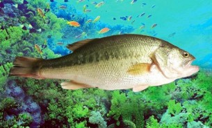 鱸魚(yú)自動(dòng)稱重分選機(jī)  鱸魚(yú)分重機(jī) 鱸魚(yú)重量分揀機(jī) 鱸魚(yú)稱重分揀機(jī)