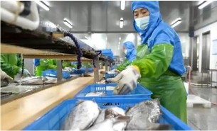 探索重量分選機在水產(chǎn)品行業(yè)的核心作用