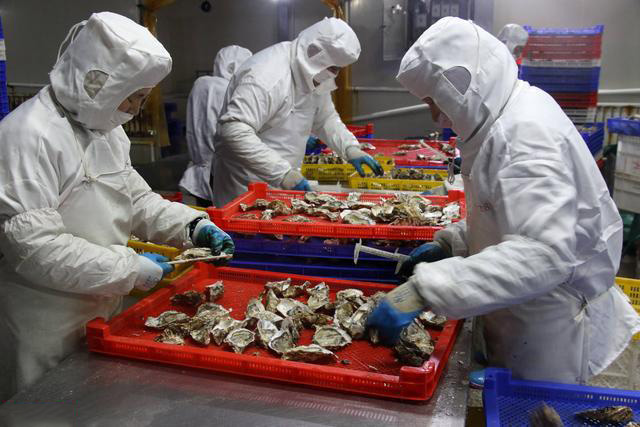 牡蠣清洗分揀過程