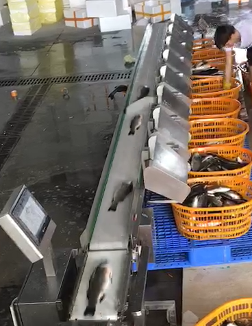 魚自動分揀.png 魚自動分揀.png